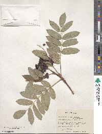 Sorbus decora image