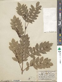 Sorbus decora image