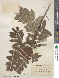 Sorbus decora image