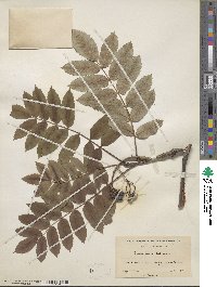 Sorbus decora image