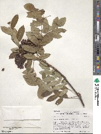 Sorbus decora image