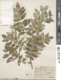 Sorbus decora image