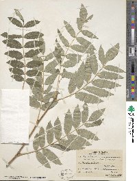 Sorbus decora image