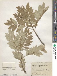 Sorbus decora image