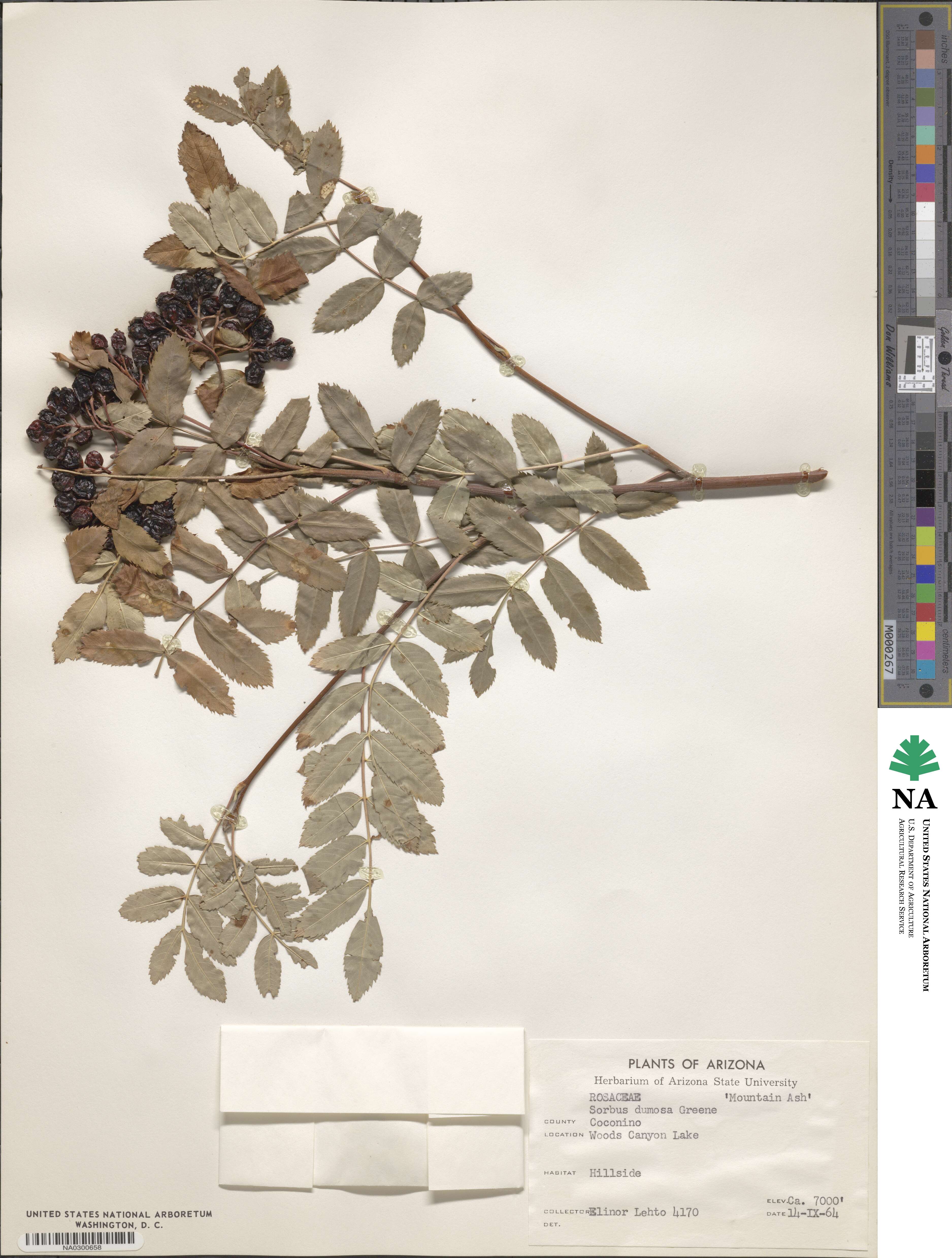 Sorbus dumosa image