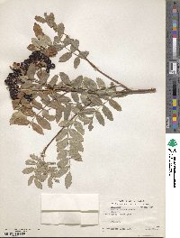 Sorbus dumosa image