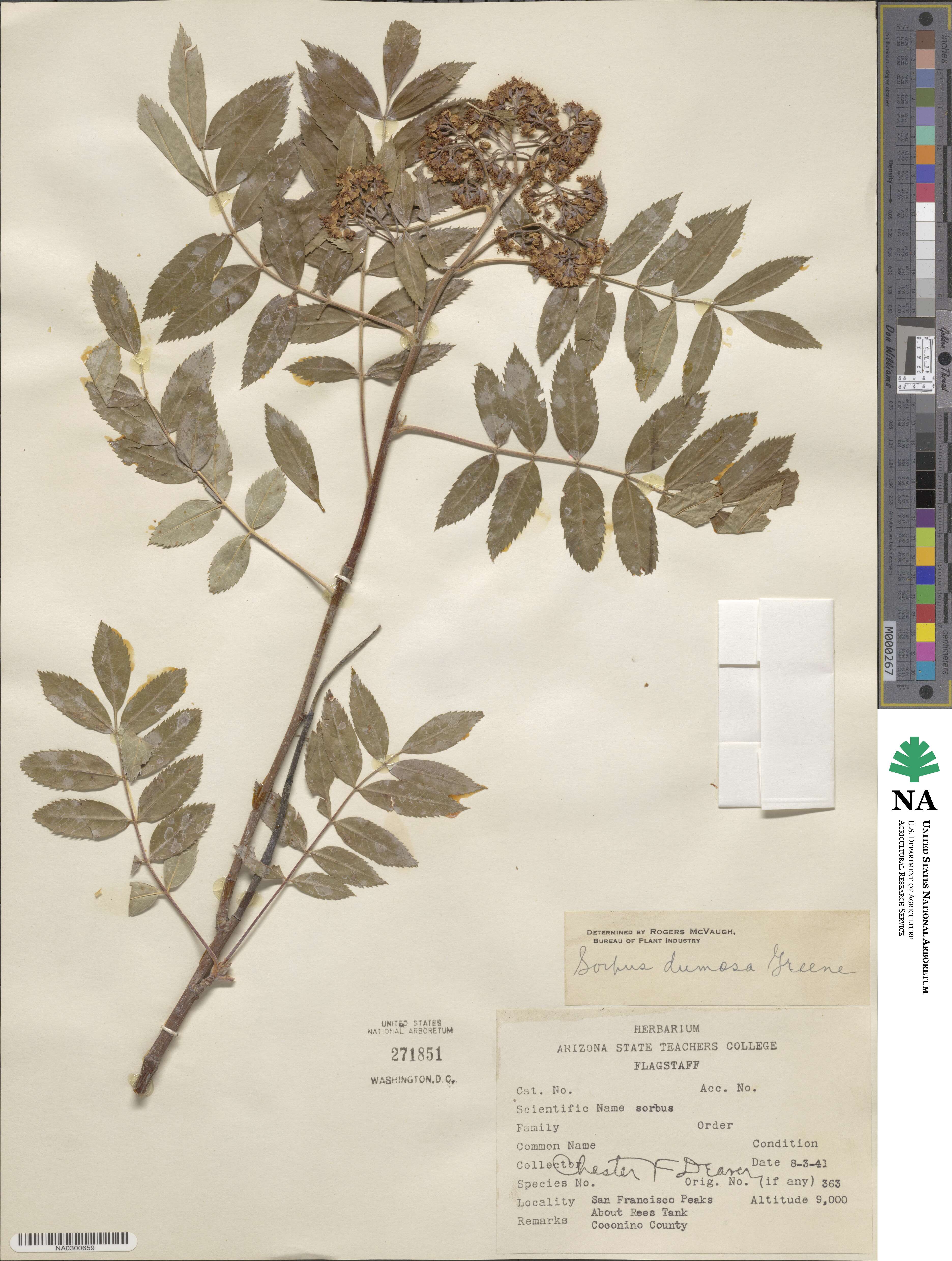 Sorbus dumosa image
