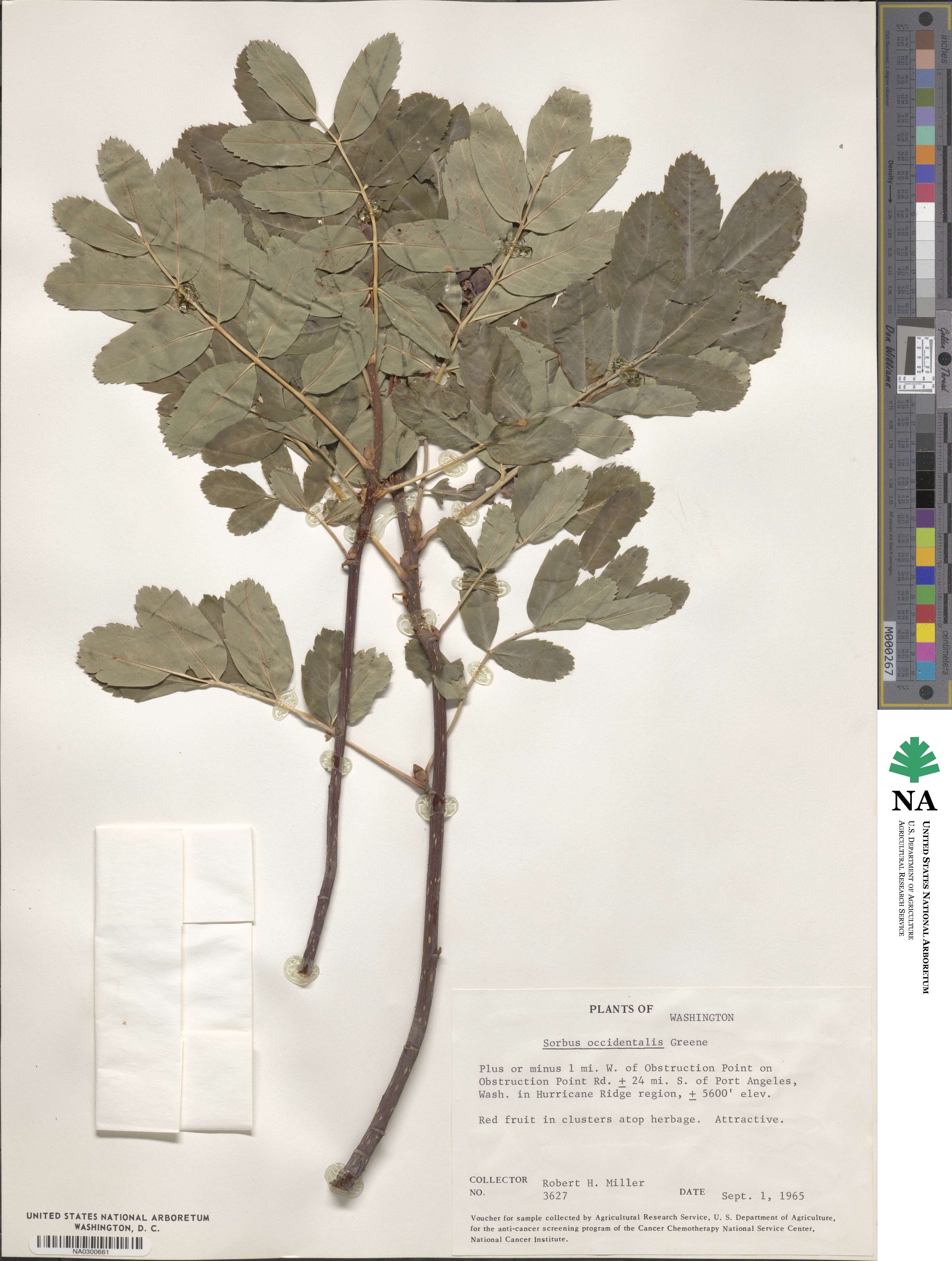 Sorbus sitchensis var. grayi image