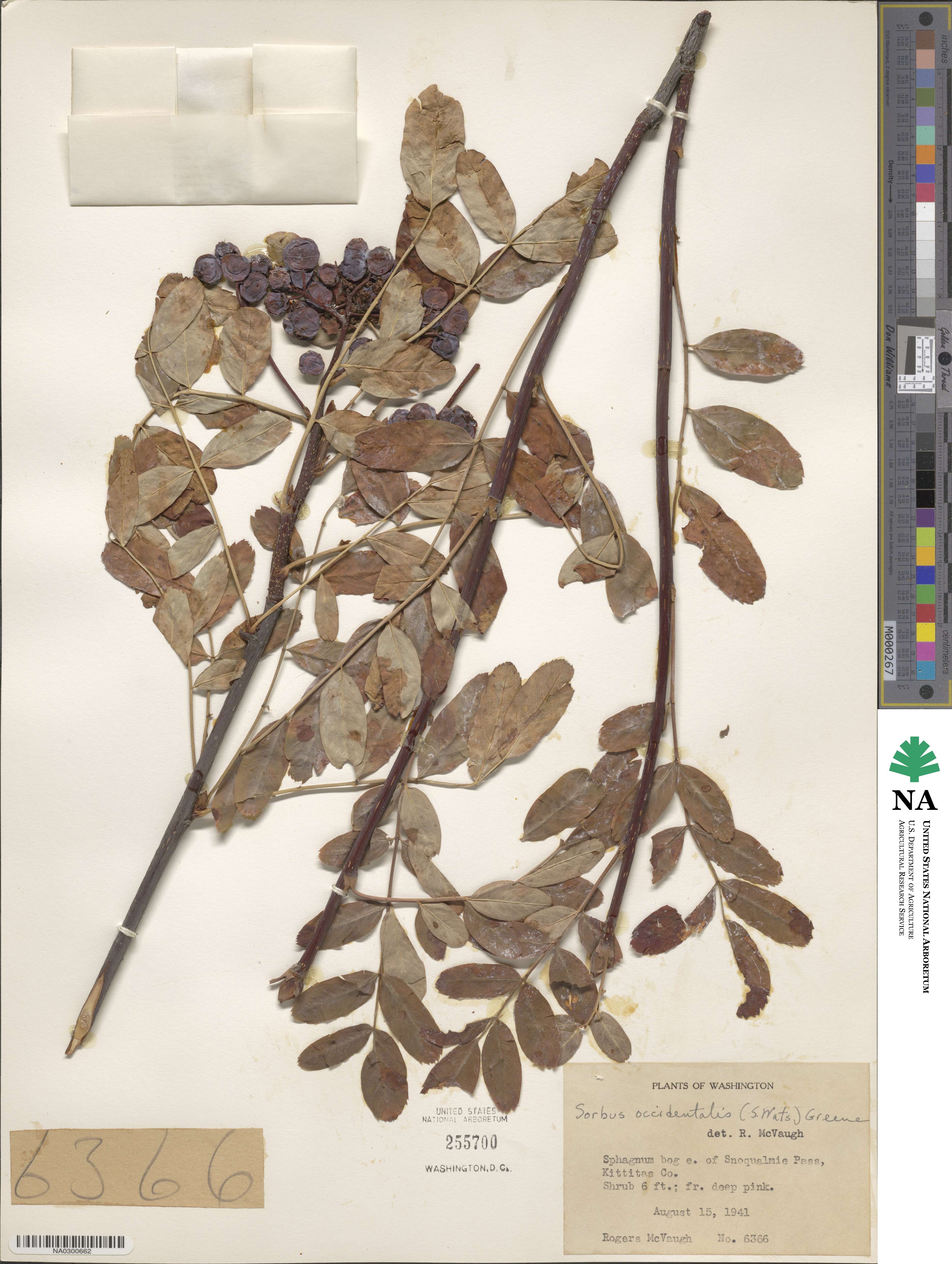 Sorbus sitchensis var. grayi image