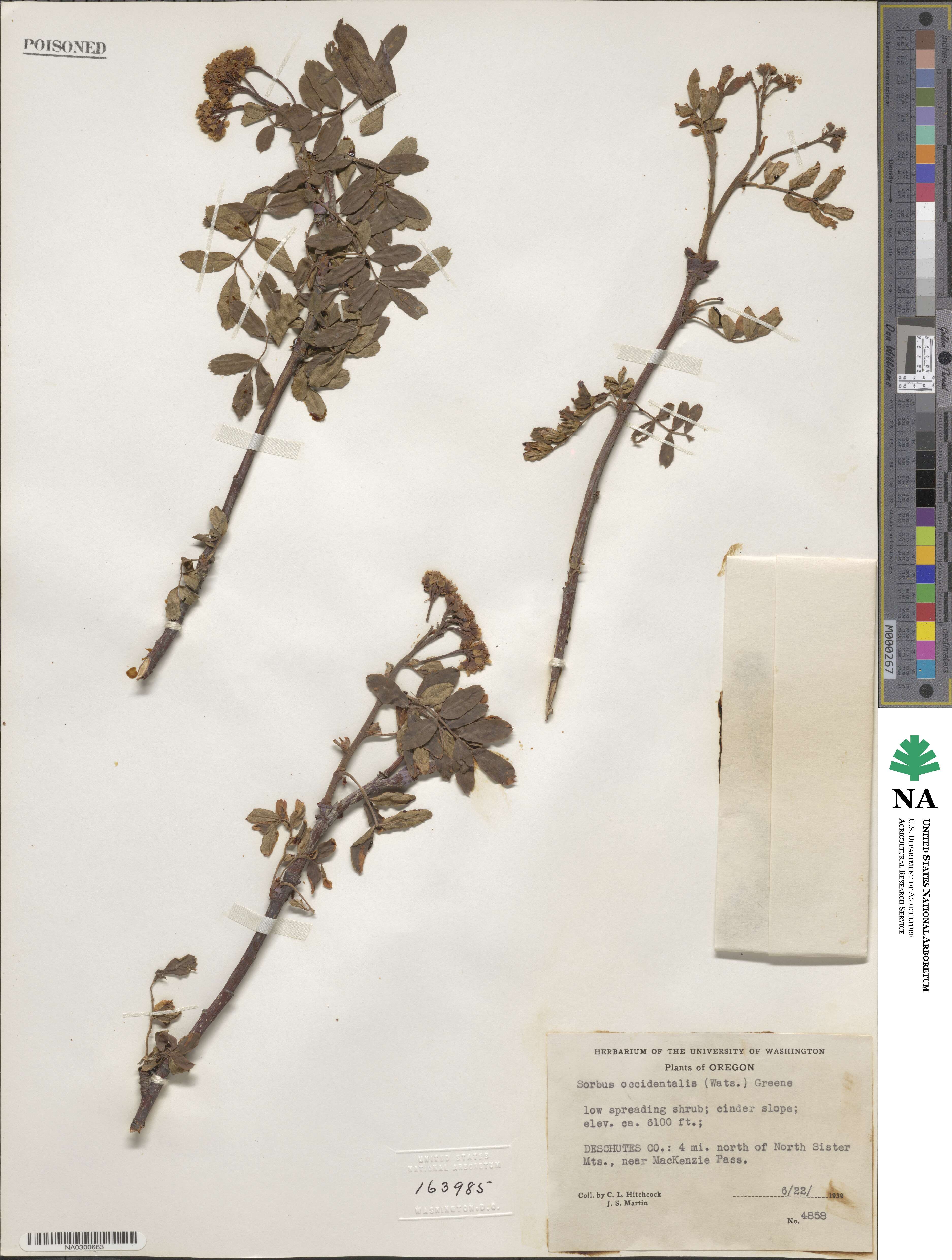 Sorbus sitchensis image