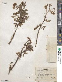 Sorbus sitchensis image