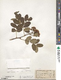 Sorbus sambucifolia image