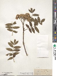 Sorbus sambucifolia image