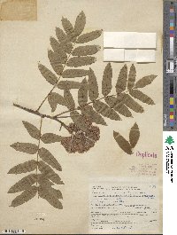 Sorbus sambucifolia image