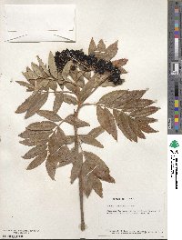 Sorbus scopulina image