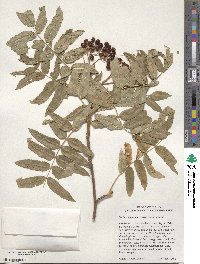 Sorbus scopulina image