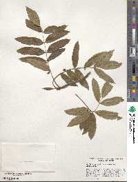 Sorbus scopulina image