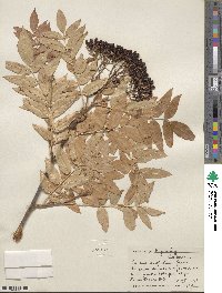 Sorbus scopulina image