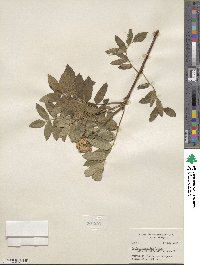 Sorbus scopulina image