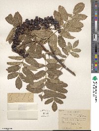 Sorbus scopulina image