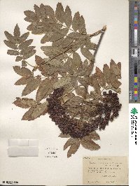 Sorbus scopulina image