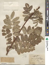 Sorbus scopulina image