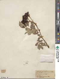 Sorbus scopulina image