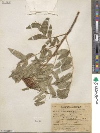 Sorbus scopulina image