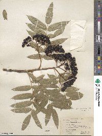 Sorbus scopulina image