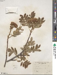 Sorbus scopulina image