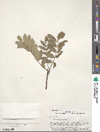 Sorbus scopulina image