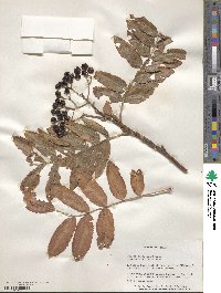 Sorbus scopulina image