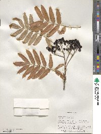 Sorbus scopulina image