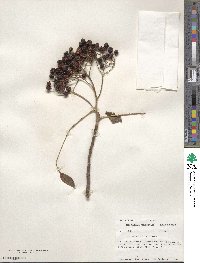 Sorbus scopulina image