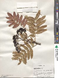 Sorbus scopulina image