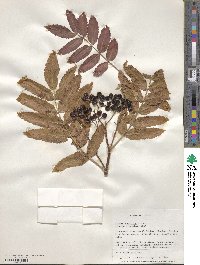 Sorbus scopulina image