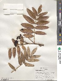 Sorbus scopulina image