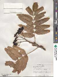 Sorbus scopulina image