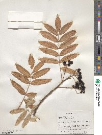 Sorbus scopulina image