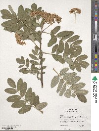 Sorbus scopulina image