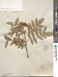 Sorbus scopulina image