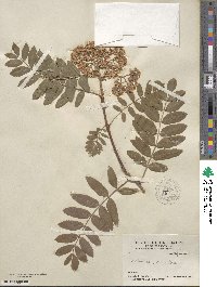 Sorbus scopulina image