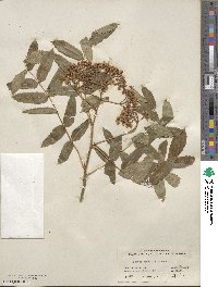 Sorbus scopulina image