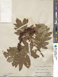 Sorbus scopulina image