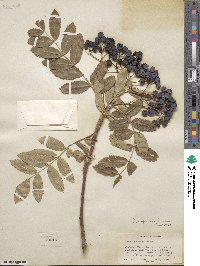 Sorbus scopulina image