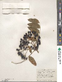 Sorbus scopulina image