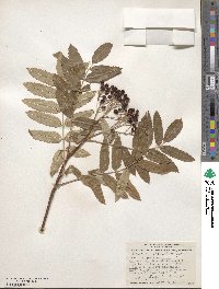 Sorbus scopulina image