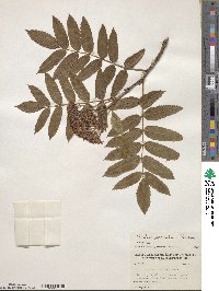 Sorbus scopulina image