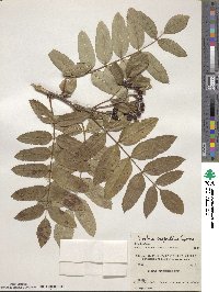 Sorbus scopulina image