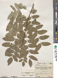 Sorbus scopulina image